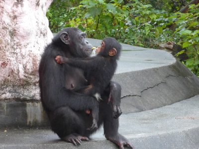 バナナのへたをねだるマモル